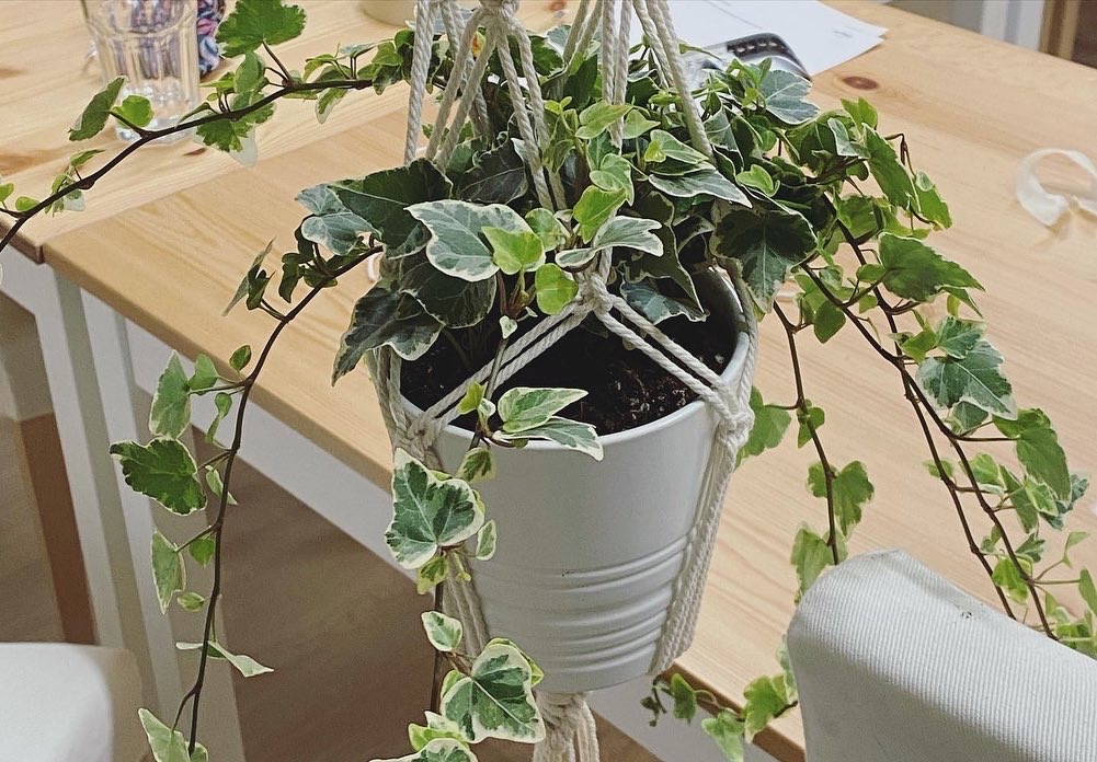 205 Macrame-Pflanzenhänger