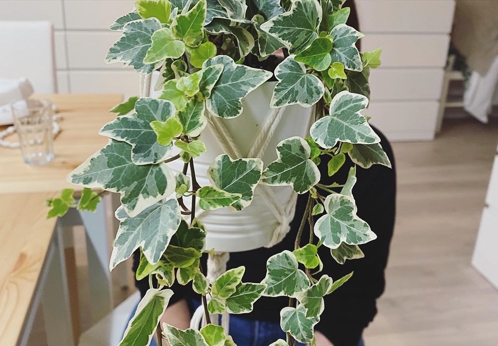 205 Macrame-Pflanzenhänger